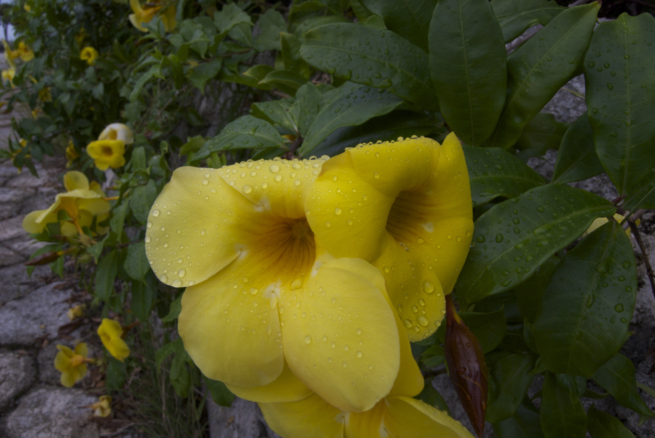 黄色い花と露